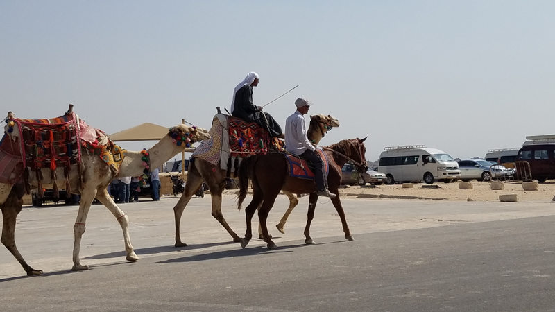Camels and horse at the pyramids.Allison Keyes/The Root